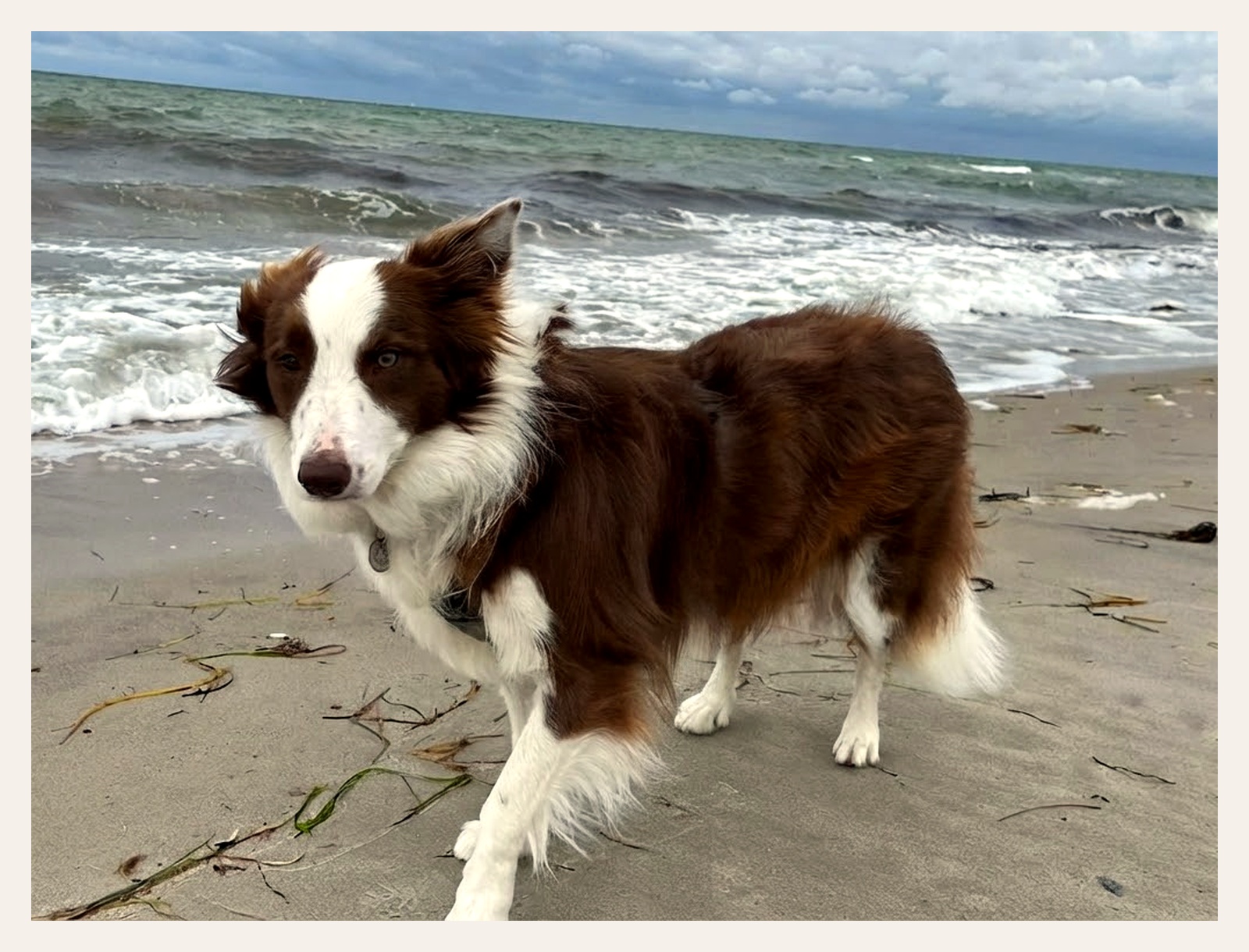 Border Collie am Ostseestrand