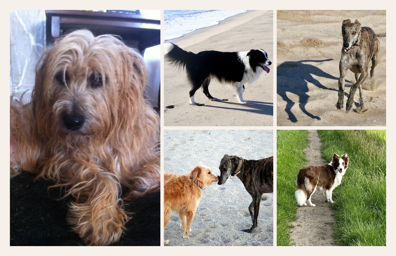 Hunde Collage Fehmarn