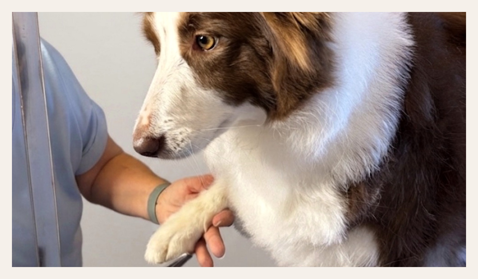 Pfotenpflege Hundesalon Fehmarn