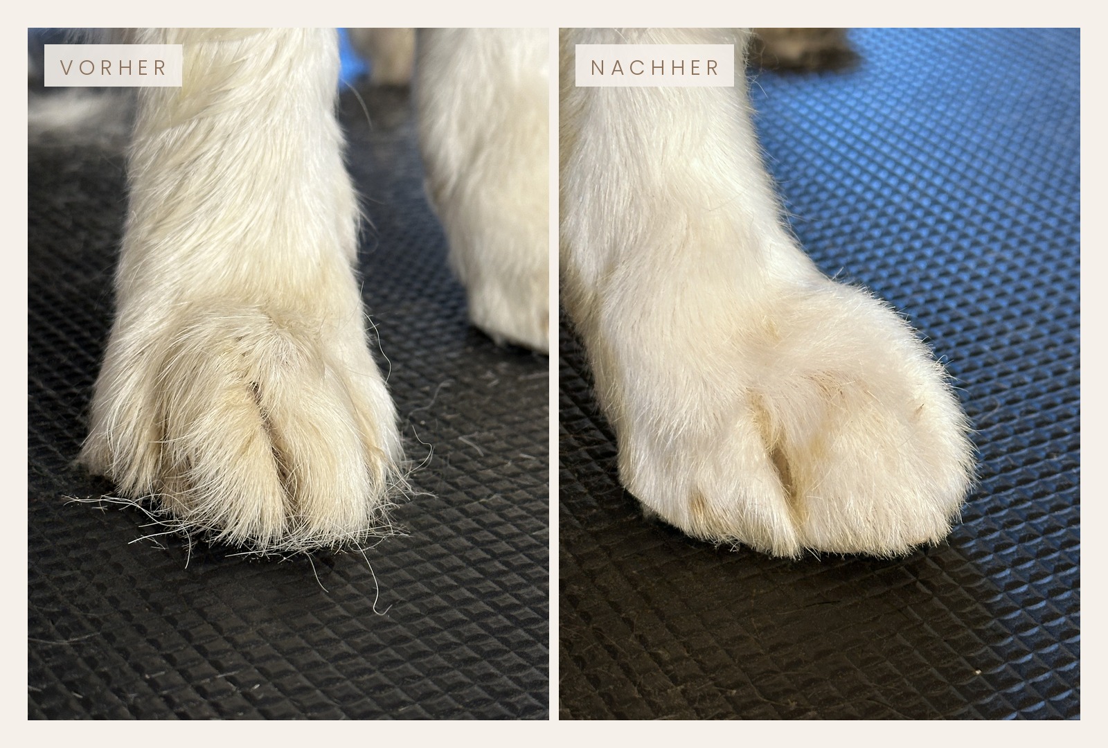 Pfotenpflege Vorher Nachher Vorher-Nachher Vergleich einer Hundepfote nach der Pfotenpflege im Hundesalon Fehmarn